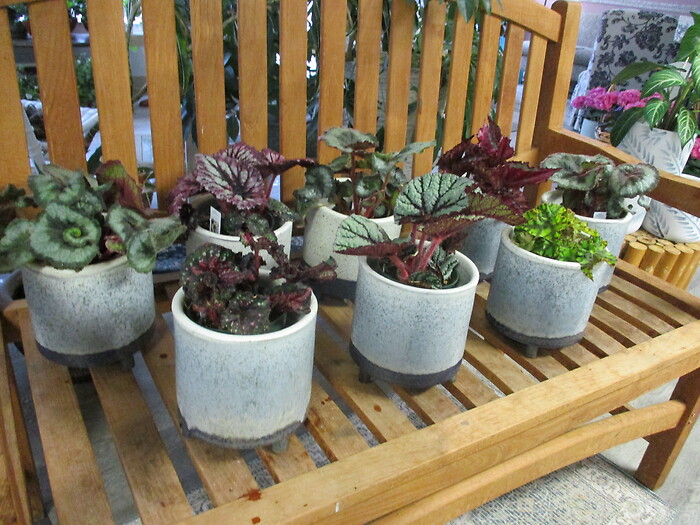 Rex Begonia Plant