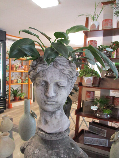 Garden Goddess Hybrid Philodendron