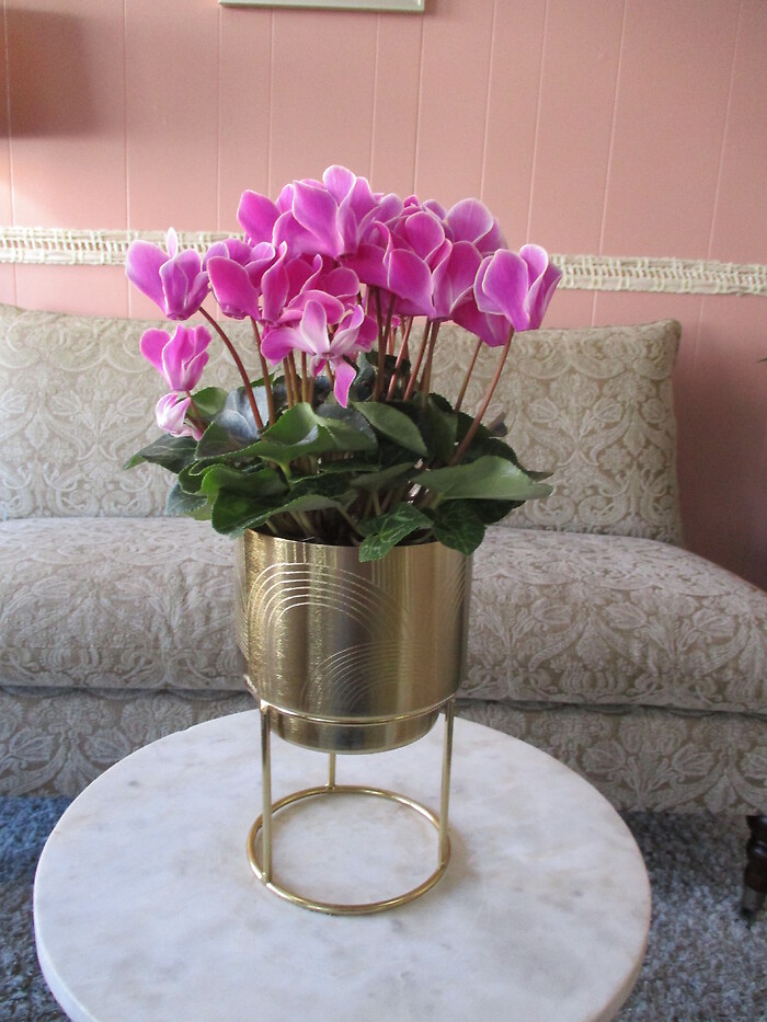 Cyclamen in Gold