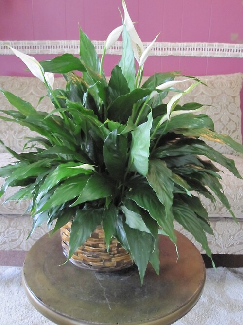 Peace Lily