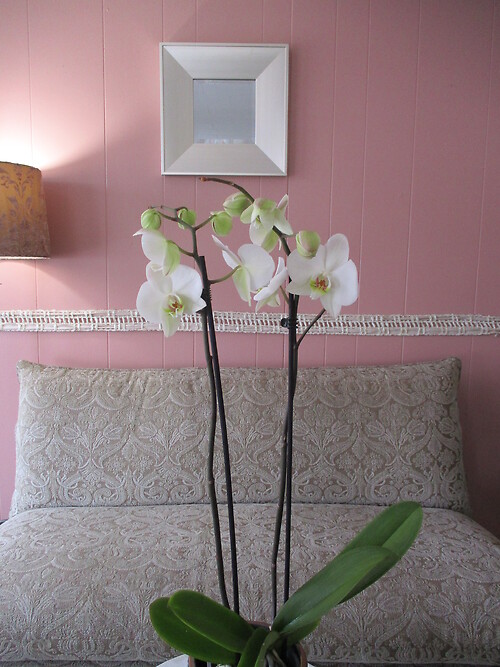 Double Phalaenopsis Orchid