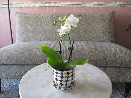 Mini Phalaenopsis Orchid