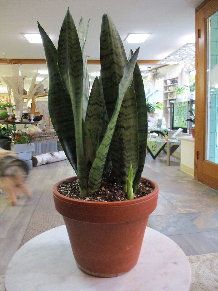 Snake Plant