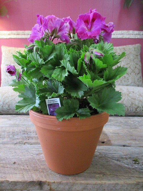 Martha Washington Geranium