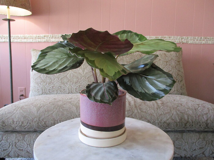 Calathea