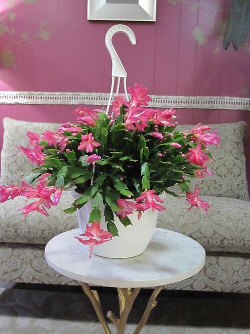 8" Christmas Cactus