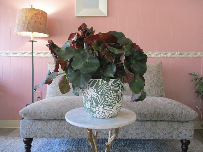 Beefsteak Begonia