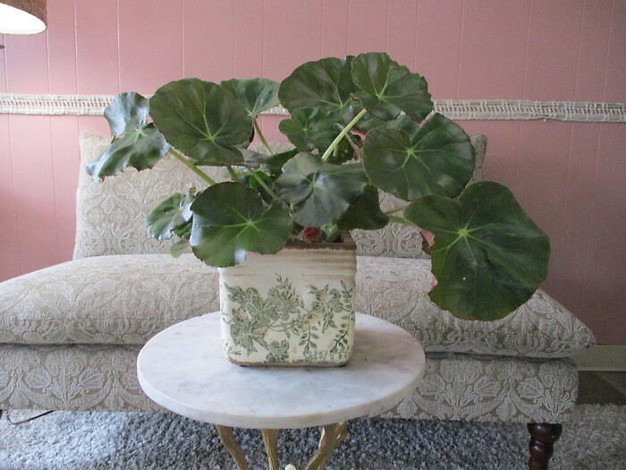 Beefsteak Begonia