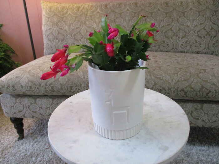 Christmas Cactus in Reindeer Planter