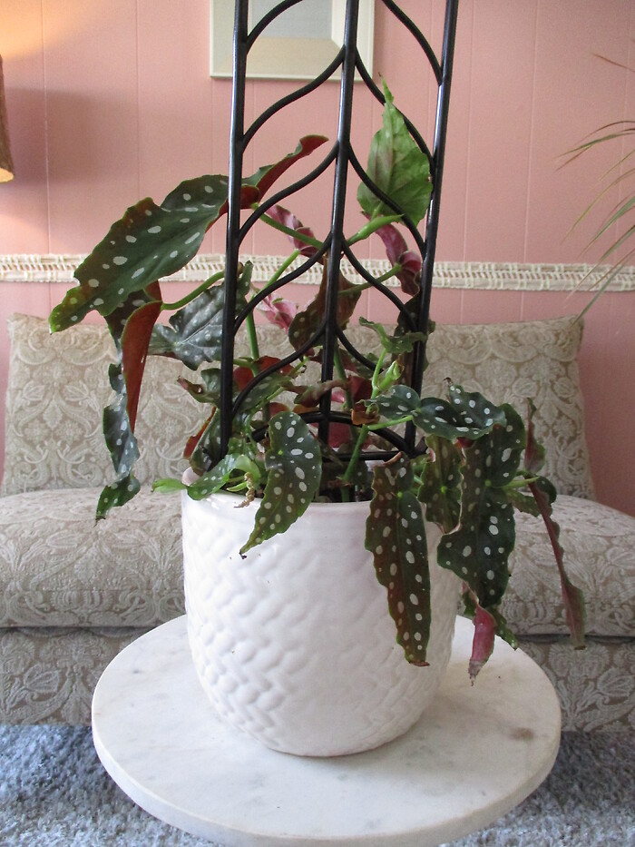 Maculata Begonia