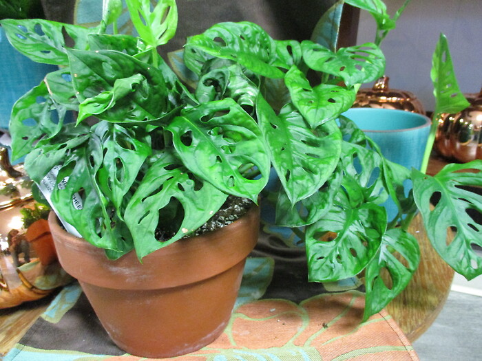 Swiss Cheese Monstera